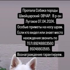 Подробнее об объявлении «Пропала собака кобель помогите найти друга Южно-Сахалинск» Фото: пропала собака  «Пропала собака кобель помогите найти друга...» в г. Южно-Сахалинск