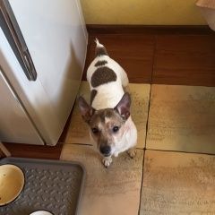 Подробнее об объявлении «Пропала собака кобель пес Самара» Фото: пропала собака  «Пропала собака кобель пес Самара» в г. Самара