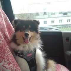 Подробнее об объявлении «Среднеуральск Пропала собака порода колли» Фото: пропала собака Шетландская овчарка «Среднеуральск Пропала собака порода колли» в г. Среднеуральск