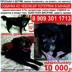 Подробнее об объявлении «Пропала собака Канаш» Фото: пропала собака  «Пропала собака Канаш» в г. Канаш