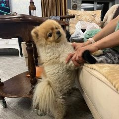 Подробнее об объявлении «Омск Пропала собака кобель шпиц мальчик» Фото: пропала собака  «Омск Пропала собака кобель шпиц мальчик» в г. Омск