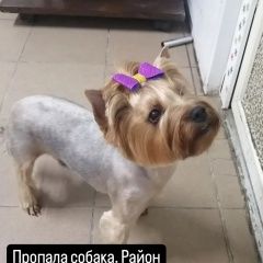 Подробнее об объявлении «Пропала собака Брест Брестская обл.» Фото: пропала собака Йоркширский терьер «Пропала собака Брест Брестская обл.» в г. Брест Брестская обл.