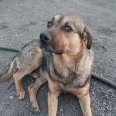 Подробнее об объявлении «Пропала собака кобель Омск» Фото: пропала собака  «Пропала собака кобель Омск» в г. Омск