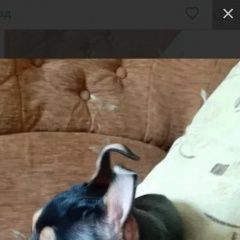 Подробнее об объявлении «Пропала собака кобель тойтерьер Ангарск» Фото: пропала собака Той-терьер «Пропала собака кобель тойтерьер Ангарск» в г. Ангарск