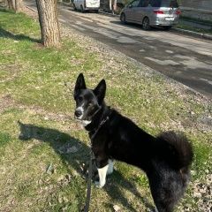 Подробнее об объявлении «Арсеньев Пропала собака кобель» Фото: пропала собака  «Арсеньев Пропала собака кобель» в г. Арсеньев