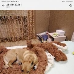 Подробнее об объявлении «Комсомольск-на-Амуре Пропала собака кобель пёс. кличка ник.» Фото: пропала собака  «Комсомольск-на-Амуре Пропала собака кобель пёс....» в г. Комсомольск-на-Амуре