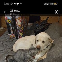 Подробнее об объявлении «Пропала собака кобель Загорянский» Фото: пропала собака Лабрадор ретривер «Пропала собака кобель Загорянский» в г. Загорянский