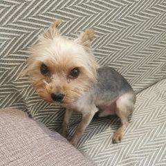Подробнее об объявлении «Пропала собака кобель мини йорк, коричневый Самара» Фото: пропала собака  «Пропала собака кобель мини йорк, коричневый Самара» в г. Самара