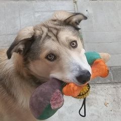 Подробнее об объявлении «Пропала собака кобель просим помощи в поиске Звенигород» Фото: пропала собака  «Пропала собака кобель просим помощи в поиске...» в г. Звенигород