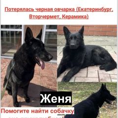 Подробнее об объявлении «Пропала собака черная немецкая овчарка Екатеринбург» Фото: пропала собака Немецкая овчарка «Пропала собака черная немецкая овчарка...» в г. Екатеринбург