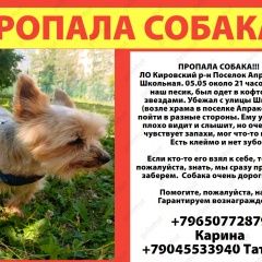 Подробнее об объявлении «Пропала собака кобель Кировск» Фото: пропала собака Йоркширский терьер «Пропала собака кобель Кировск» в г. Кировск