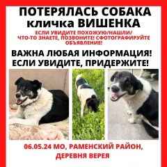 Подробнее об объявлении «Пропала собака. года Верея» Фото: пропала собака  «Пропала собака. года Верея» в г. Верея