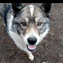 Подробнее об объявлении «Пропала собака кобель Хабаровск» Фото: пропала собака Западно-сибирская лайка «Пропала собака кобель Хабаровск» в г. Хабаровск