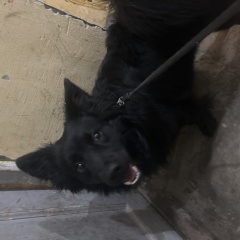 ���� ������� ������ ������