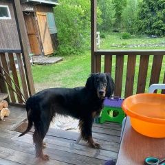 Подробнее об объявлении «Приозерск Пропала собака две суки шотландского сеттера.» Фото: пропала собака Шотландский сеттер (гордон) «Приозерск Пропала собака две суки шотландского...» в г. Приозерск