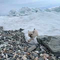 Подробнее об объявлении «Пропала собака вознаграждение за нашу малышку-100 тыс. Кемерово» Фото: пропала собака Йоркширский терьер «Пропала собака вознаграждение за нашу...» в г. Кемерово