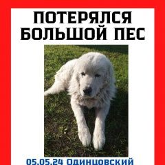 Подробнее об объявлении «Пропала собака кобель Кубинка» Фото: пропала собака Маремма «Пропала собака кобель Кубинка» в г. Кубинка