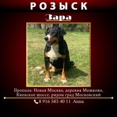 Подробнее об объявлении «Московский Пропала собака» Фото: пропала собака Аппенцеллер «Московский Пропала собака» в г. Московский