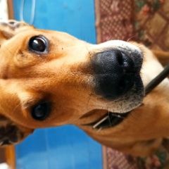 Подробнее об объявлении «Пропала собака большая рыжая собака Крымск» Фото: пропала собака  «Пропала собака большая рыжая собака Крымск» в г. Крымск