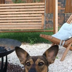 Подробнее об объявлении «Пропала собака отзывается на кличку ася Калининград (Кенигсберг)» Фото: пропала собака  «Пропала собака отзывается на кличку ася...» в г. Калининград (Кенигсберг)