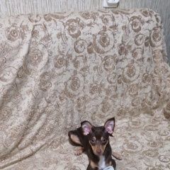 Подробнее об объявлении «Моршанск Пропала собака кобель» Фото: пропала собака Той-терьер «Моршанск Пропала собака кобель» в г. Моршанск