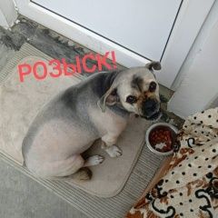 Подробнее об объявлении «Геленджик Пропала собака кобель 13 мая 2024 года» Фото: пропала собака  «Геленджик Пропала собака кобель 13 мая 2024 года» в г. Геленджик