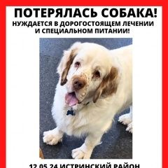 Подробнее об объявлении «Пропала собака кобель Дедовск» Фото: пропала собака Кламбер-спаниель «Пропала собака кобель Дедовск» в г. Дедовск