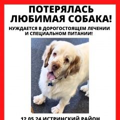 Подробнее об объявлении «Пропала собака кобель Дедовск» Фото: пропала собака Кламбер-спаниель «Пропала собака кобель Дедовск» в г. Дедовск