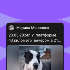 Подробнее об объявлении «Пропала собака Пушкино» Фото: пропала собака  «Пропала собака Пушкино» в г. Пушкино