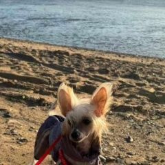 Подробнее об объявлении «Пропала собака Хабаровск» Фото: пропала собака  «Пропала собака Хабаровск» в г. Хабаровск