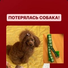 Подробнее об объявлении «Люберцы Пропала собака» Фото: пропала собака Пудель «Люберцы Пропала собака» в г. Люберцы