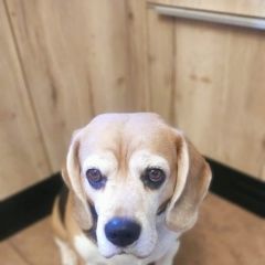 Подробнее об объявлении «Приозерск Пропала собака» Фото: пропала собака Бигль «Приозерск Пропала собака» в г. Приозерск