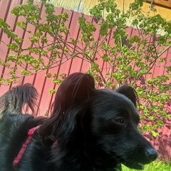 Подробнее об объявлении «Пропала собака Самара» Фото: пропала собака  «Пропала собака Самара» в г. Самара