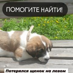 Подробнее об объявлении «Пропала собака кобель щенок, помогите найти Новокузнецк» Фото: пропала собака  «Пропала собака кобель щенок, помогите найти...» в г. Новокузнецк