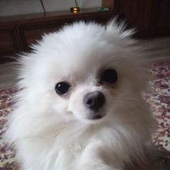 Подробнее об объявлении «Белгород Пропала собака.» Фото: пропала собака Померанский шпиц «Белгород Пропала собака.» в г. Белгород