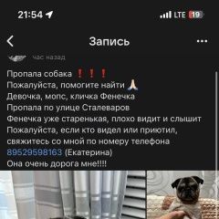 Подробнее об объявлении «Старый Оскол Пропала собака» Фото: пропала собака Мопс «Старый Оскол Пропала собака» в г. Старый Оскол