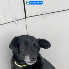 Подробнее об объявлении «Белгород Пропала собака в зеленом ошейнике» Фото: пропала собака  «Белгород Пропала собака в зеленом ошейнике» в г. Белгород