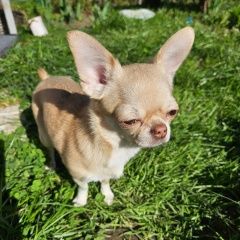 Подробнее об объявлении «Щелково Пропала собака» Фото: пропала собака Чихуахуа «Щелково Пропала собака» в г. Щелково