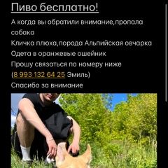 Подробнее об объявлении «Пропала собака был одет оранжевый ошейник Уфа» Фото: пропала собака  «Пропала собака был одет оранжевый ошейник Уфа» в г. Уфа