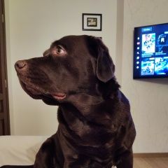 Подробнее об объявлении «Волосово Пропала собака кобель» Фото: пропала собака Лабрадор ретривер «Волосово Пропала собака кобель» в г. Волосово