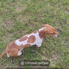 Подробнее об объявлении «Пропала собака Одинцово» Фото: пропала собака Такса «Пропала собака Одинцово» в г. Одинцово