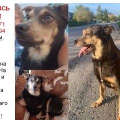 Подробнее об объявлении «Пропала собака кобель Асбест» Фото: пропала собака Той-терьер «Пропала собака кобель Асбест» в г. Асбест