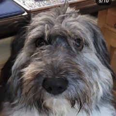 Подробнее об объявлении «Алабино Пропала собака кобель зовут эйнштейн.» Фото: пропала собака  «Алабино Пропала собака кобель зовут эйнштейн.» в г. Алабино