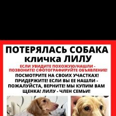 Подробнее об объявлении «Подольск Пропала собака такса» Фото: пропала собака Такса «Подольск Пропала собака такса» в г. Подольск