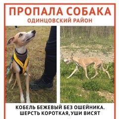 Подробнее об объявлении «Пропала собака кобель Кубинка» Фото: пропала собака Уиппет «Пропала собака кобель Кубинка» в г. Кубинка