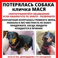 Подробнее об объявлении «Пропала собака Домодедово» Фото: пропала собака Такса «Пропала собака Домодедово» в г. Домодедово
