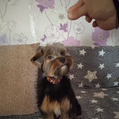 Подробнее об объявлении «Димитровград Пропала собака кобель очень прошу, помогите найти» Фото: пропала собака Йоркширский терьер «Димитровград Пропала собака кобель очень прошу,...» в г. Димитровград