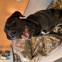 Подробнее об объявлении «Пропала собака Адлер» Фото: пропала собака  «Пропала собака Адлер» в г. Адлер