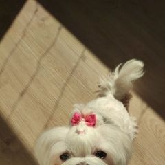 Подробнее об объявлении «Пропала собака Екатеринбург» Фото: пропала собака Мальтийская болонка «Пропала собака Екатеринбург» в г. Екатеринбург