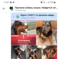 Подробнее об объявлении «Пропала собака кобель помогите найти друга Курск» Фото: пропала собака  «Пропала собака кобель помогите найти друга Курск» в г. Курск